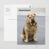Gentle Shar Pei Post Card Briefkaart (Voorkant / Achterkant)