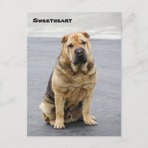 Gentle Shar Pei Post Card Briefkaart