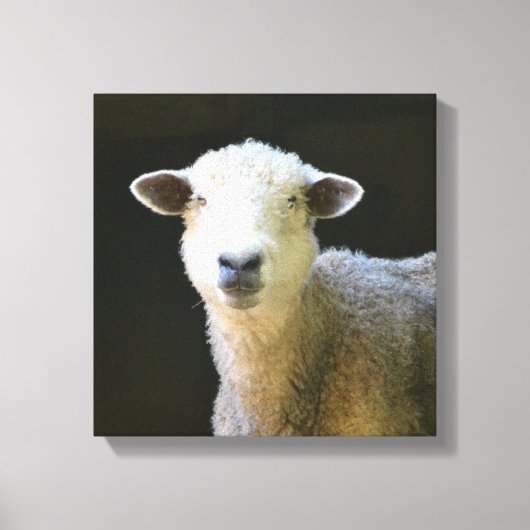 Gentle Sheep Canvas Afdruk (Voorkant)
