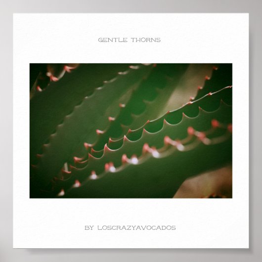 Gentle Thorns Green Succulent Plant Aloe Poster (Voorkant)