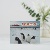 Gento Penguins, Antarctisch schiereiland Briefkaart (Staand voorkant)