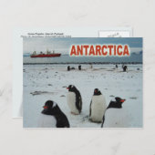 Gento Penguins, Antarctisch schiereiland Briefkaart (Voorkant / Achterkant)