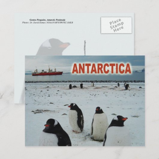 Gento Penguins, Antarctisch schiereiland Briefkaart (Voorkant / Achterkant)