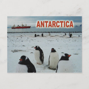 Gento Penguins, Antarctisch schiereiland Briefkaart