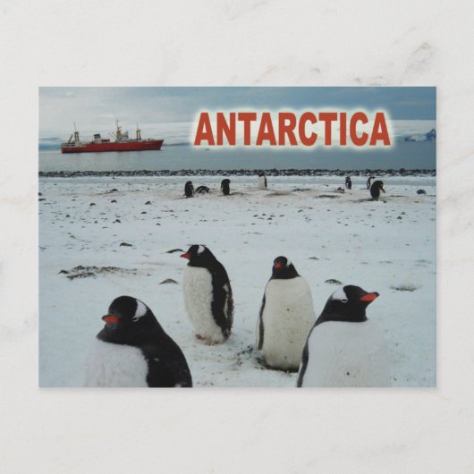 Gento Penguins, Antarctisch schiereiland Briefkaart (Voorkant)
