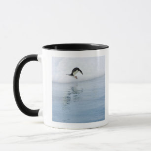 Gento pinguin (Pygoscelis papua) Mok