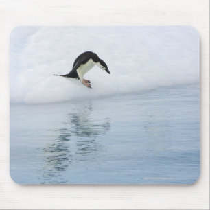 Gento pinguin (Pygoscelis papua) Muismat