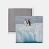 gentoe pinguïn, Pygoscelis Papua, op gletsjerijs Magneet (Voorkant / Achterkant)