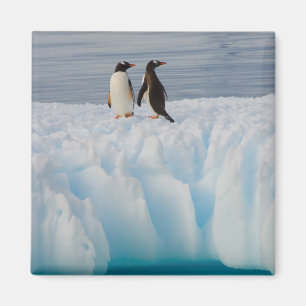 gentoe pinguïn, Pygoscelis Papua, op gletsjerijs Magneet