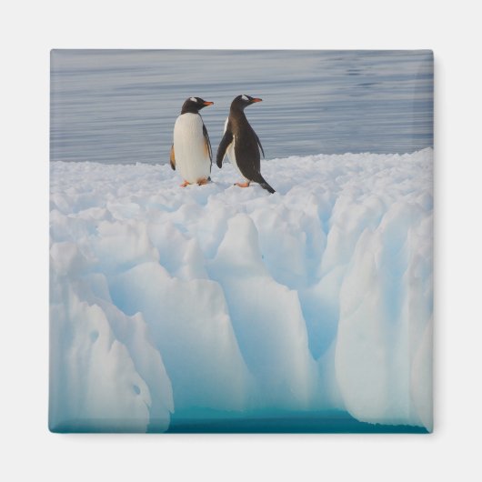gentoe pinguïn, Pygoscelis Papua, op gletsjerijs Magneet (Voorkant)
