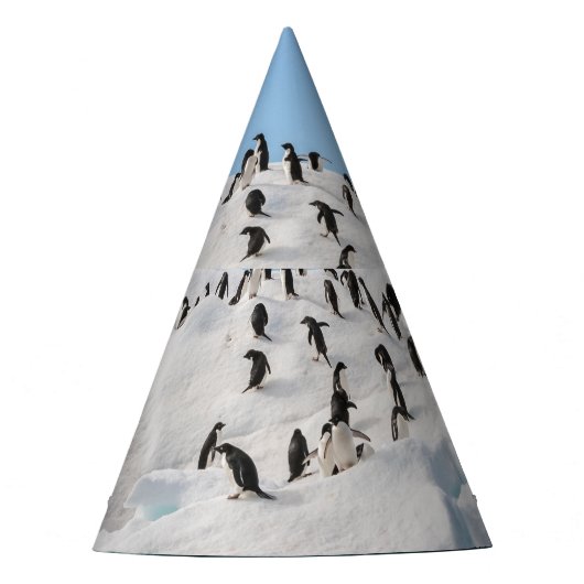 Gentoo Penguin Antarctica Iceberg Speeltijd Feesthoedjes (Voorkant)