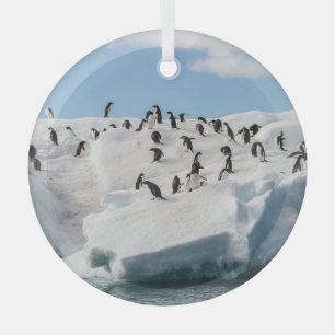 Gentoo Penguin Antarctica Iceberg Speeltijd Glas Ornament