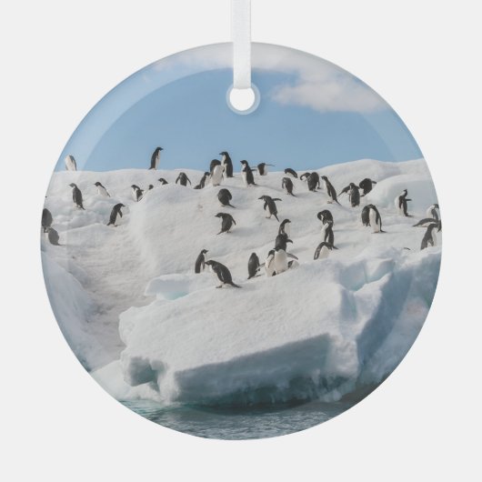 Gentoo Penguin Antarctica Iceberg Speeltijd Glas Ornament (Voorkant)