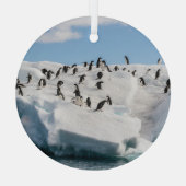 Gentoo Penguin Antarctica Iceberg Speeltijd Glas Ornament (Achterkant)