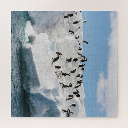 Gentoo Penguin Antarctica Iceberg Speeltijd Legpuzzel (Horizontaal)