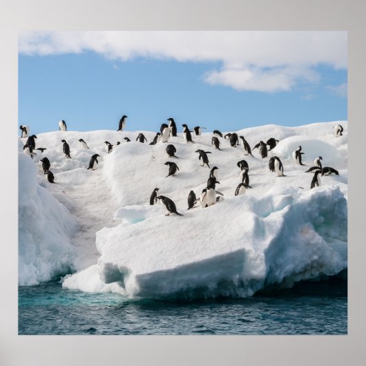 Gentoo Penguin Antarctica Iceberg Speeltijd Poster (Voorkant)
