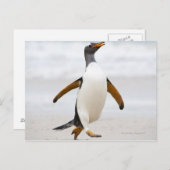 Gentoo Penguin Briefkaart (Voorkant / Achterkant)