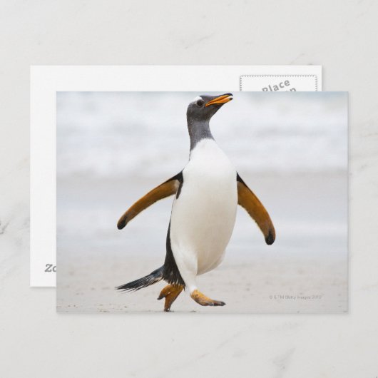 Gentoo Penguin Briefkaart (Voorkant / Achterkant)