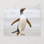 Gentoo Penguin Briefkaart (Voorkant)