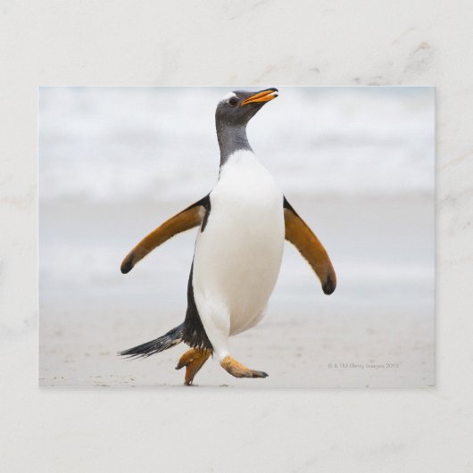 Gentoo Penguin Briefkaart (Voorkant)