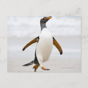 Gentoo Penguin Briefkaart