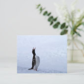 Gentoo penguin briefkaart (Staand voorkant)