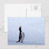 Gentoo penguin briefkaart (Voorkant / Achterkant)