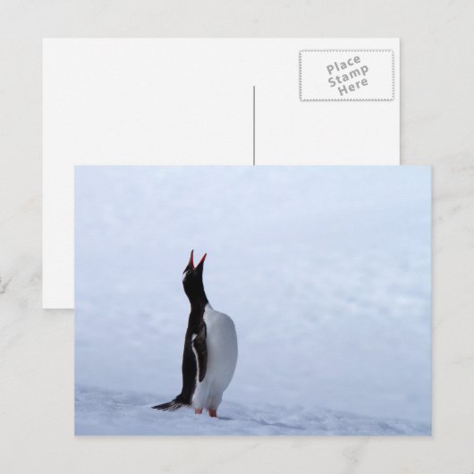 Gentoo penguin briefkaart (Voorkant / Achterkant)