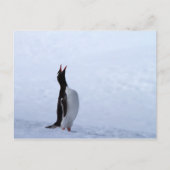 Gentoo penguin briefkaart (Voorkant)