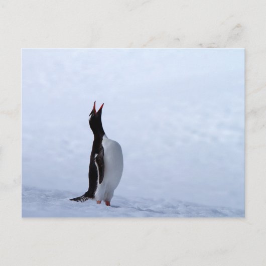 Gentoo penguin briefkaart (Voorkant)