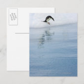 Gentoo penguin briefkaart (Voorkant / Achterkant)