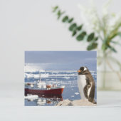 Gentoo Penguin Briefkaart (Staand voorkant)