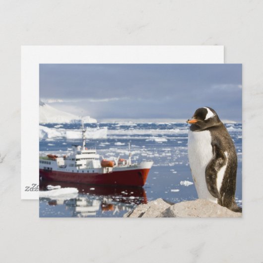 Gentoo Penguin Briefkaart (Voorkant / Achterkant)