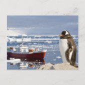 Gentoo Penguin Briefkaart (Voorkant)