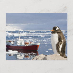 Gentoo Penguin Briefkaart