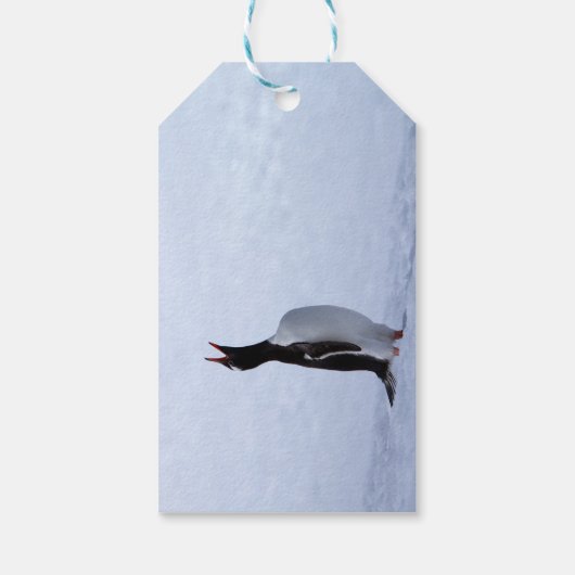 Gentoo penguin cadeaulabel (Achterkant)