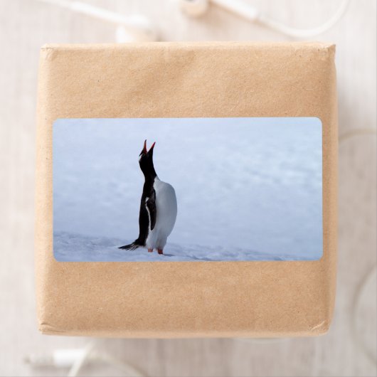Gentoo penguin etiket (Insitu)