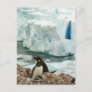 Gentoo Penguin Family Briefkaart