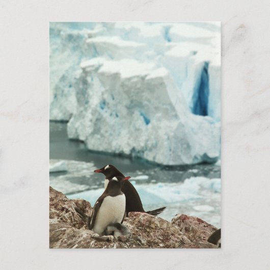 Gentoo Penguin Family Briefkaart (Voorkant)