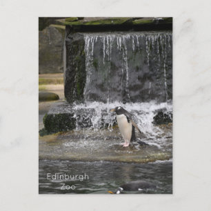 Gentoo Penguin & Friends Edinburgh Zoo Scotland Briefkaart