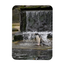 Gentoo Penguin & Friends Edinburgh Zoo Scotland Magneet