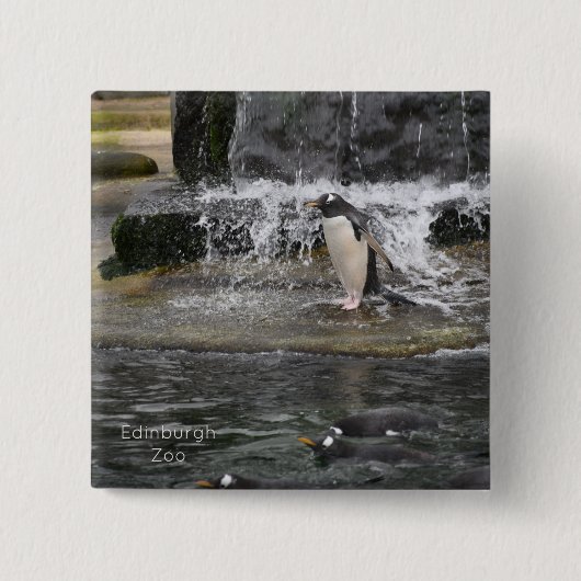 Gentoo Penguin & Friends Edinburgh Zoo Scotland Po Vierkante Button 5,1 Cm (Voorkant)