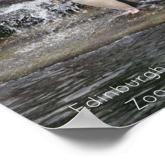 Gentoo Penguin & Friends Edinburgh Zoo Scotland Poster (Hoek)