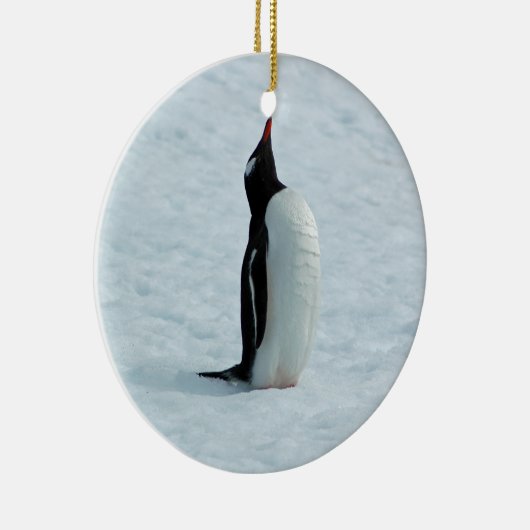 Gentoo Penguin in Antarctica Ornament (Rechts)
