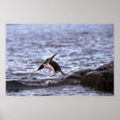 Gentoo Penguin Jumping in water Poster (Voorkant)