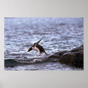 Gentoo Penguin Jumping in water Poster