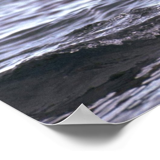 Gentoo Penguin Jumping in water Poster (Hoek)