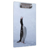 Gentoo penguin klembord (Rechts)