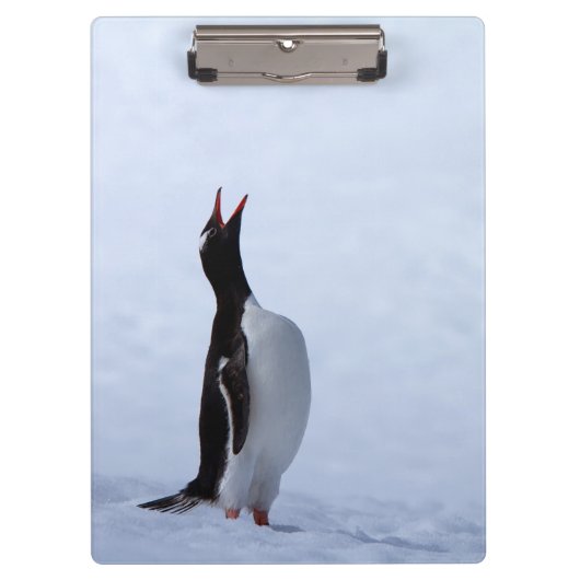 Gentoo penguin klembord (Voorkant)