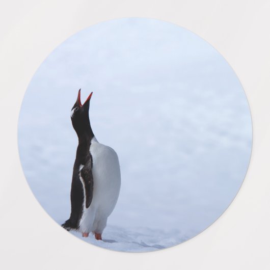 Gentoo penguin labels (Design 2)